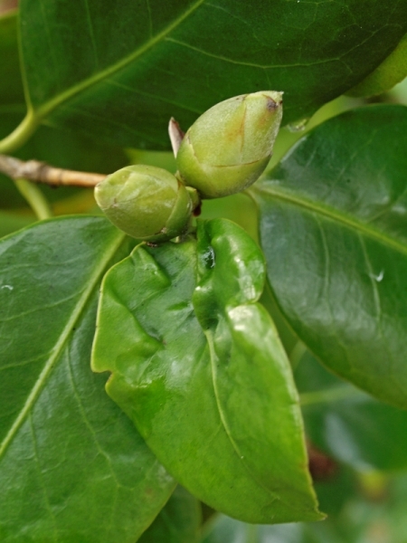 Rhododendron.jpg