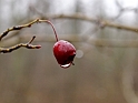 Fruit